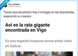 Enlace a Splinter detenido en Vigo por liderar banda juvenil, por @ymuchosmemes