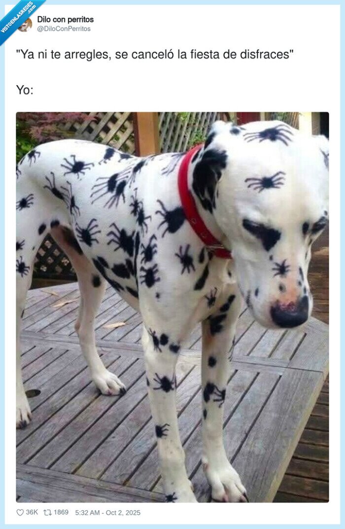 dalmata,araña,perro,disfraces,fiesta