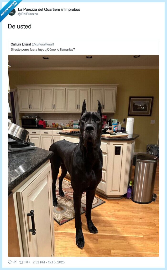 perro,grande,gigante,llamar