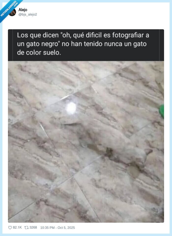 gato,foto,baldosas,mármol