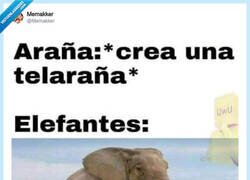 Enlace a Confirmado: los elefantes sí se balanceaban sobre la tela de una araña, por @Memakker