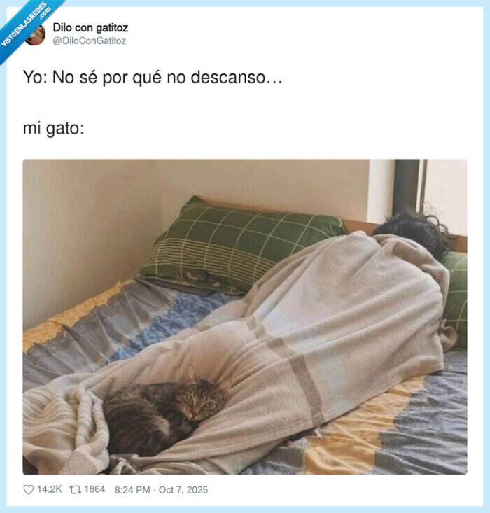 gato,cama,dormir