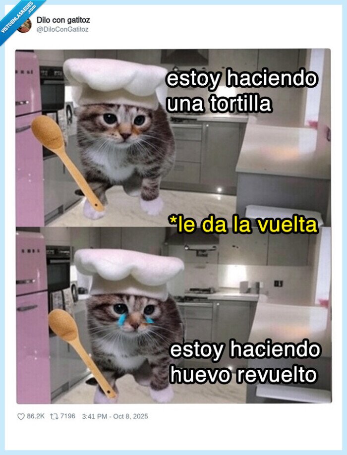 gatito,tortilla,girar,huevo revuelto