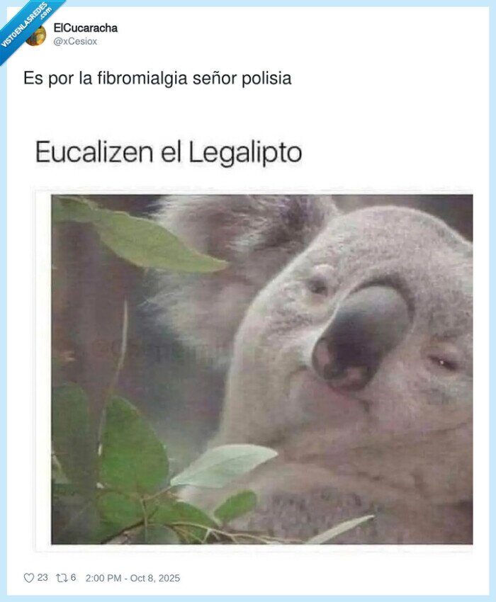 fibromialgia,polisia,señor,koala,eucalipto