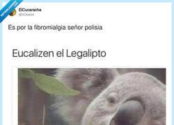 Enlace a Koala, es por tu bien, por @xCesiox