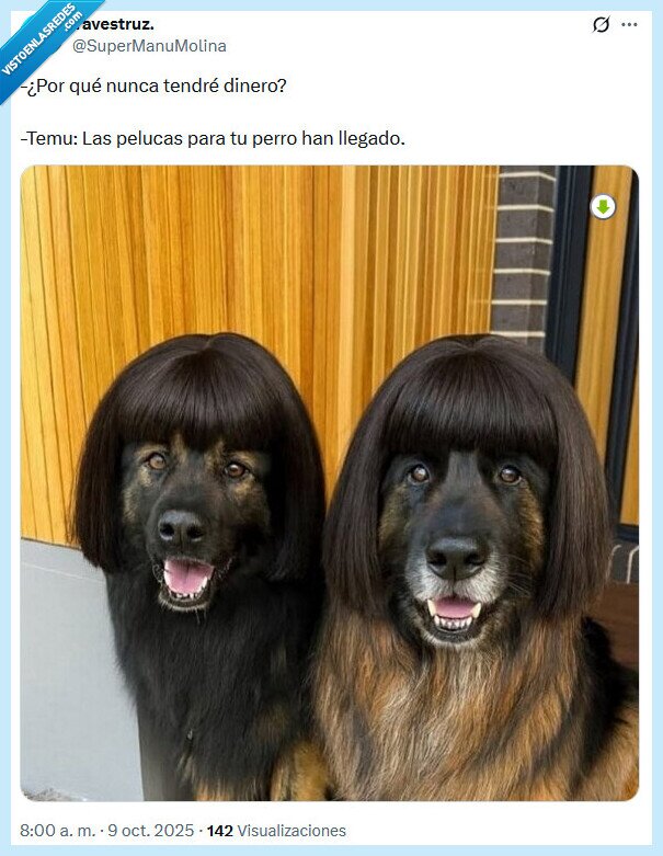 temu,pelucas,perro,dinero