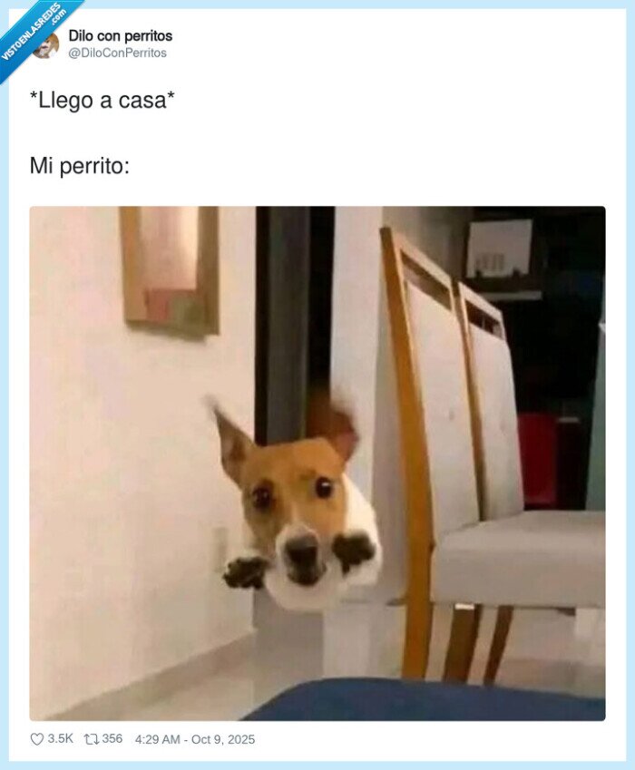 perrito,saltar,llegar,casa