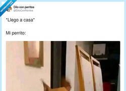 Enlace a ¡A por él!, por @DiloConPerritos