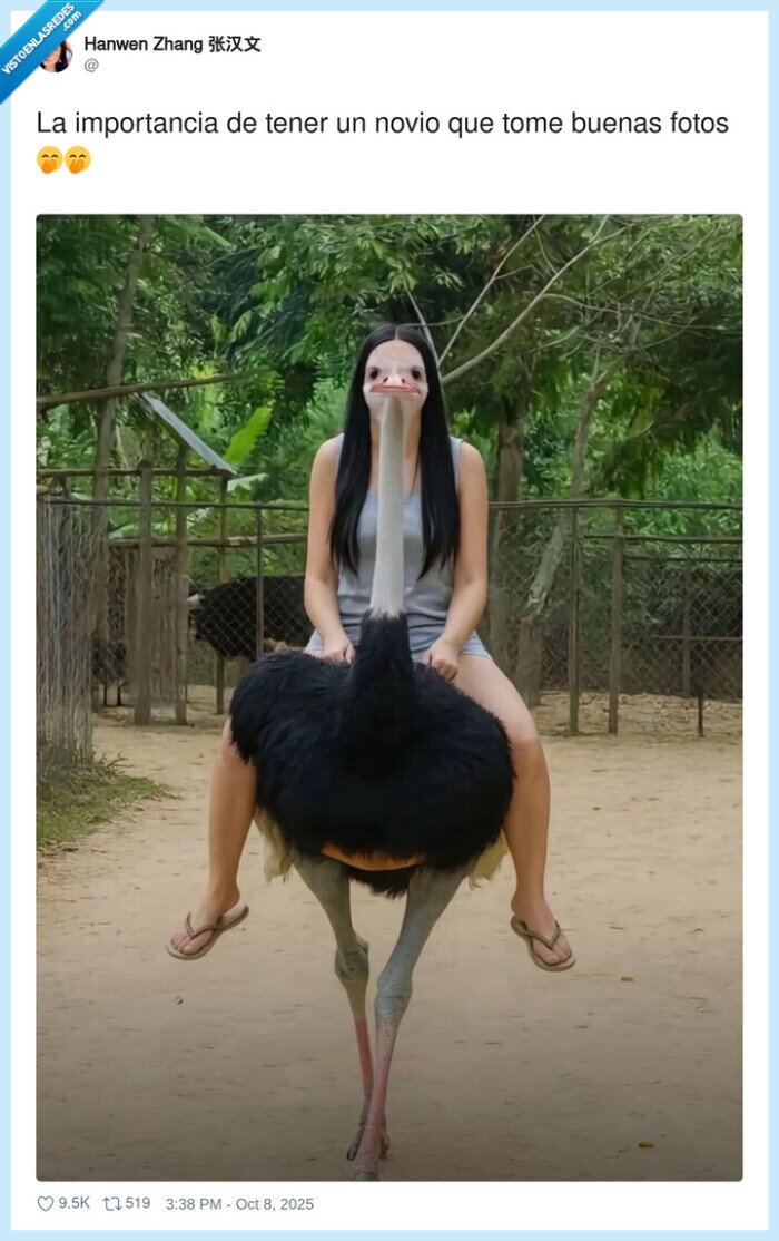 avestruz,fotografia,careto,cara