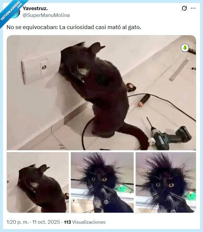 gato,matar,curiosidad