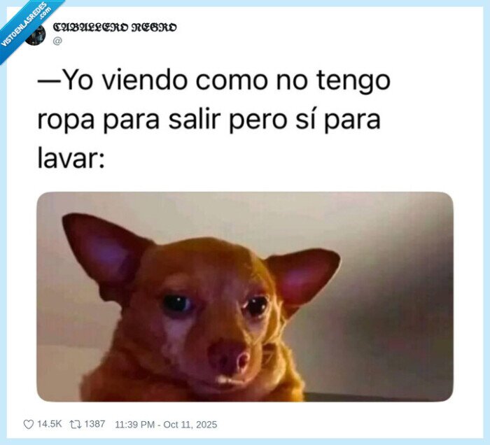 perro,ropa,lavar,salir