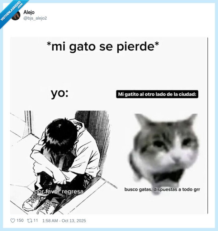 gato,ligón,escaparse,perderse