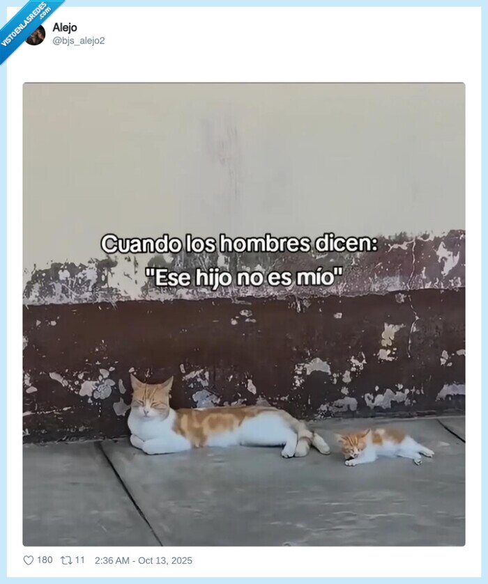 paternidad,renegar,padre,hijo,gato