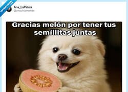 Enlace a Melón vs sandía