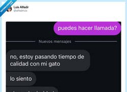 Enlace a Mi michi es mi prioridad ante cualquier novio, por @allfadirluis
