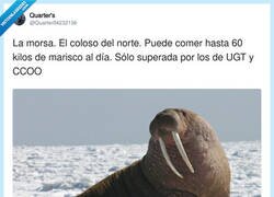 Enlace a Que le den carné de afiliado, por @Quarter04232136