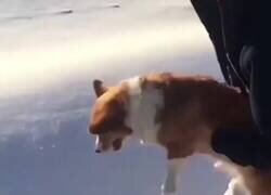 Enlace a ¡Pobre perrete!, por @PropositoyVida