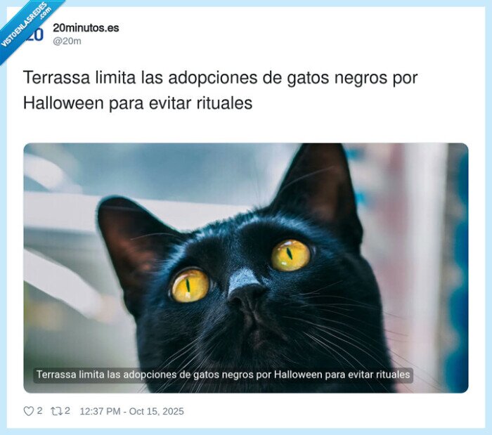 adopciones,halloween,terrassa,rituales,gatos negros