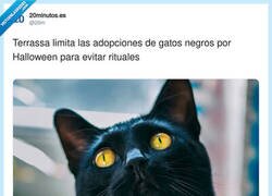 Enlace a Halloween: Cuando ser gato negro es un delito, por @20m