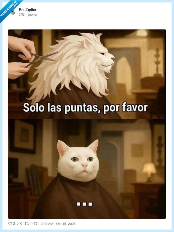 gato,melena,puntas,cortar