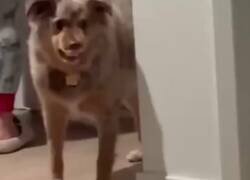 Enlace a Tremendo cabronazo el perro que solo muestra los colmillos cuando su dueña no lo ve
