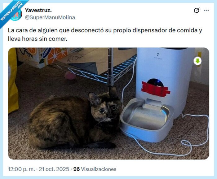 dispensador,gato,cara,comida