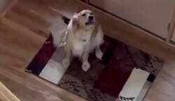 Enlace a El perro pensó que estaba solo en casa hasta que escuchó a la dueña