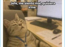 Enlace a Yo cada mañana