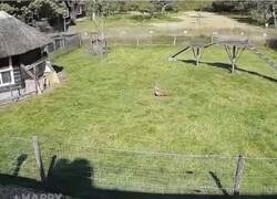 Enlace a Esto es mejor que Rebelión en la granja, todos los colegas de la gallina salen a defenderla