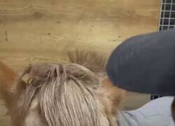 Enlace a Vasca 100%, por @PepeElNinja