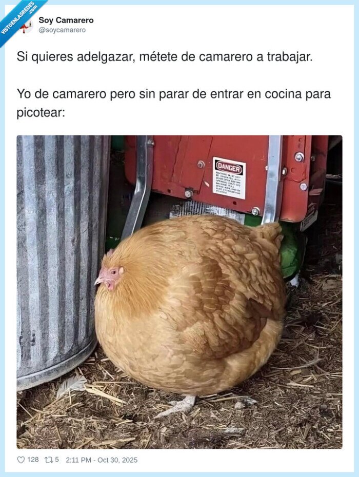 gallina,bola,gorda