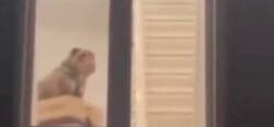 Enlace a Todas las noches viendo al perro discapacitado de los vecinos subiendo así las escaleras para acostarse
