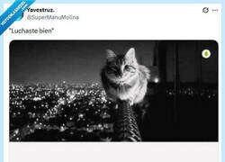 Enlace a No tuvo oportunidad por @supermanumolina