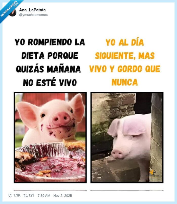 gordo,comer,cerdo,dieta