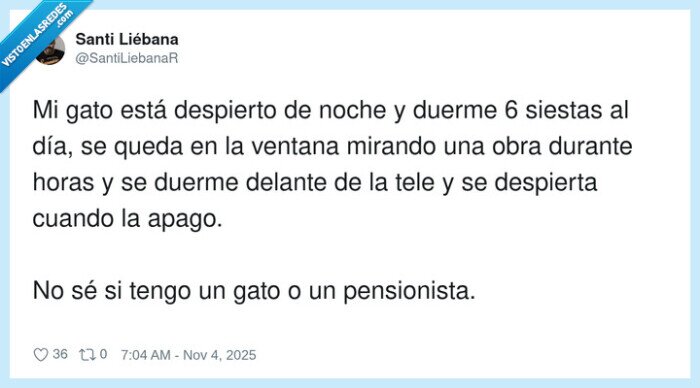 pensionista,despierto,ventana,gato,obras