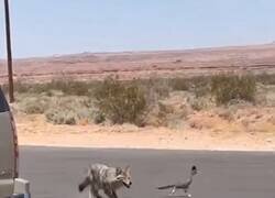 Enlace a El coyote y el correcaminos en la vida real