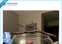 Enlace a La pecera de mi abuela