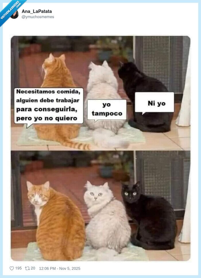 gatos,trabajar,hambre,amos