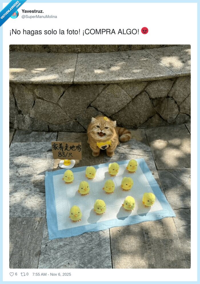 mercadillo,gato,comprar