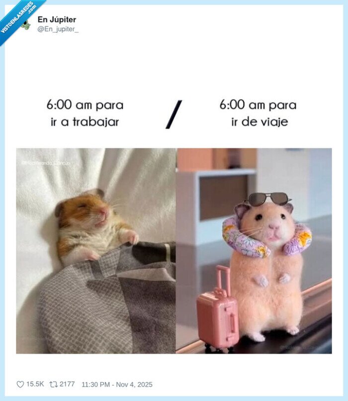 hamster,trabajar,viaje