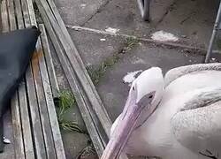 Enlace a El perro solo quiere jugar y el pelícano solo quiere comer, por @MsCiencia2