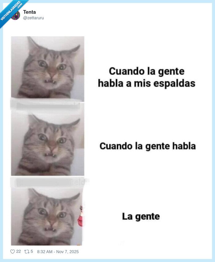 gato,hablar,criticar,gente