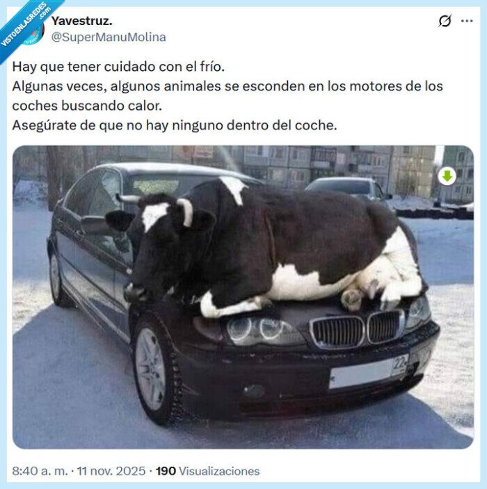 frío,animales,coche