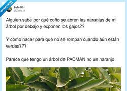 Enlace a Parecen plantas carnívoras de Super Mario, por @Zzeta_d