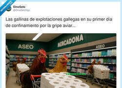 Enlace a Gallinas, sé lo que es pasar por eso, por @DinoSetoVigo