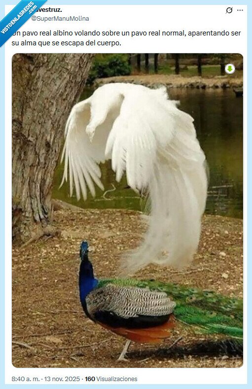 pavo real,alma,albino