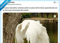 Enlace a Rara foto por @supermanumolina