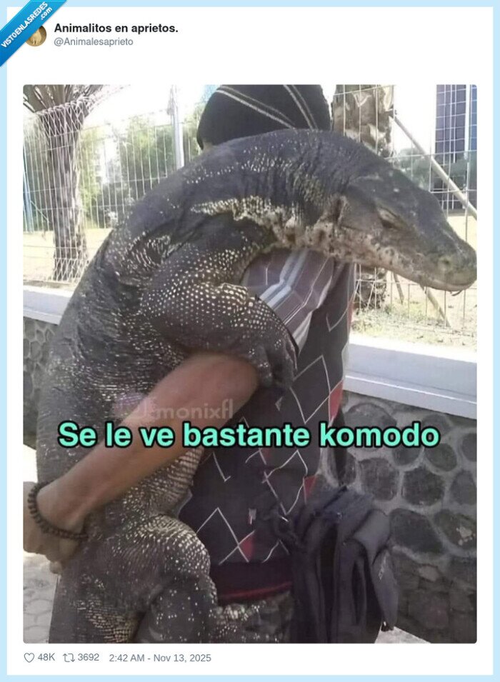 komodo,lizard,abrazar,reptil
