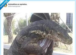 Enlace a El lagarto que prefiere abrazos a cacerías