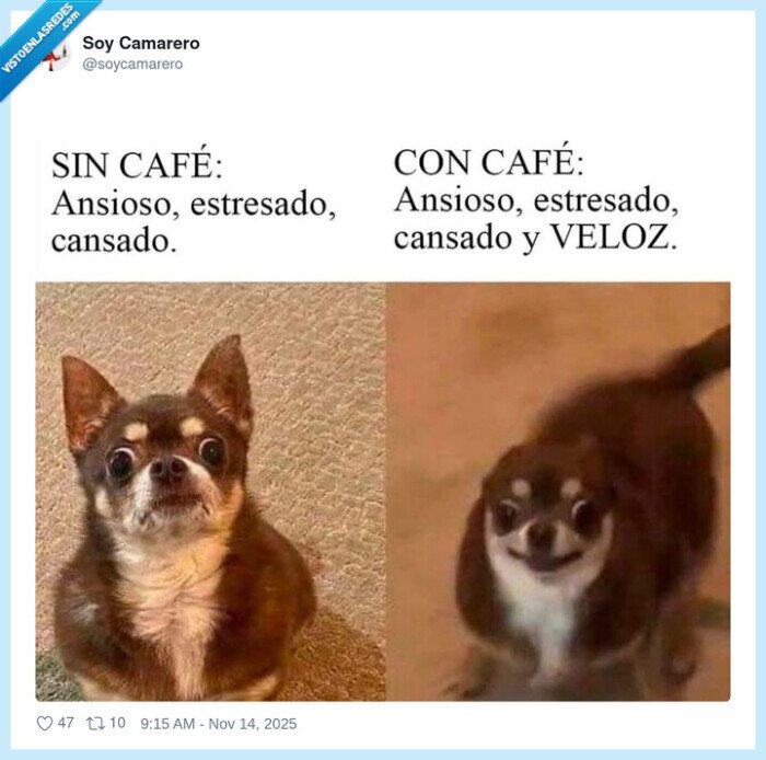 café,perro,ansiedad,velocidad,humor